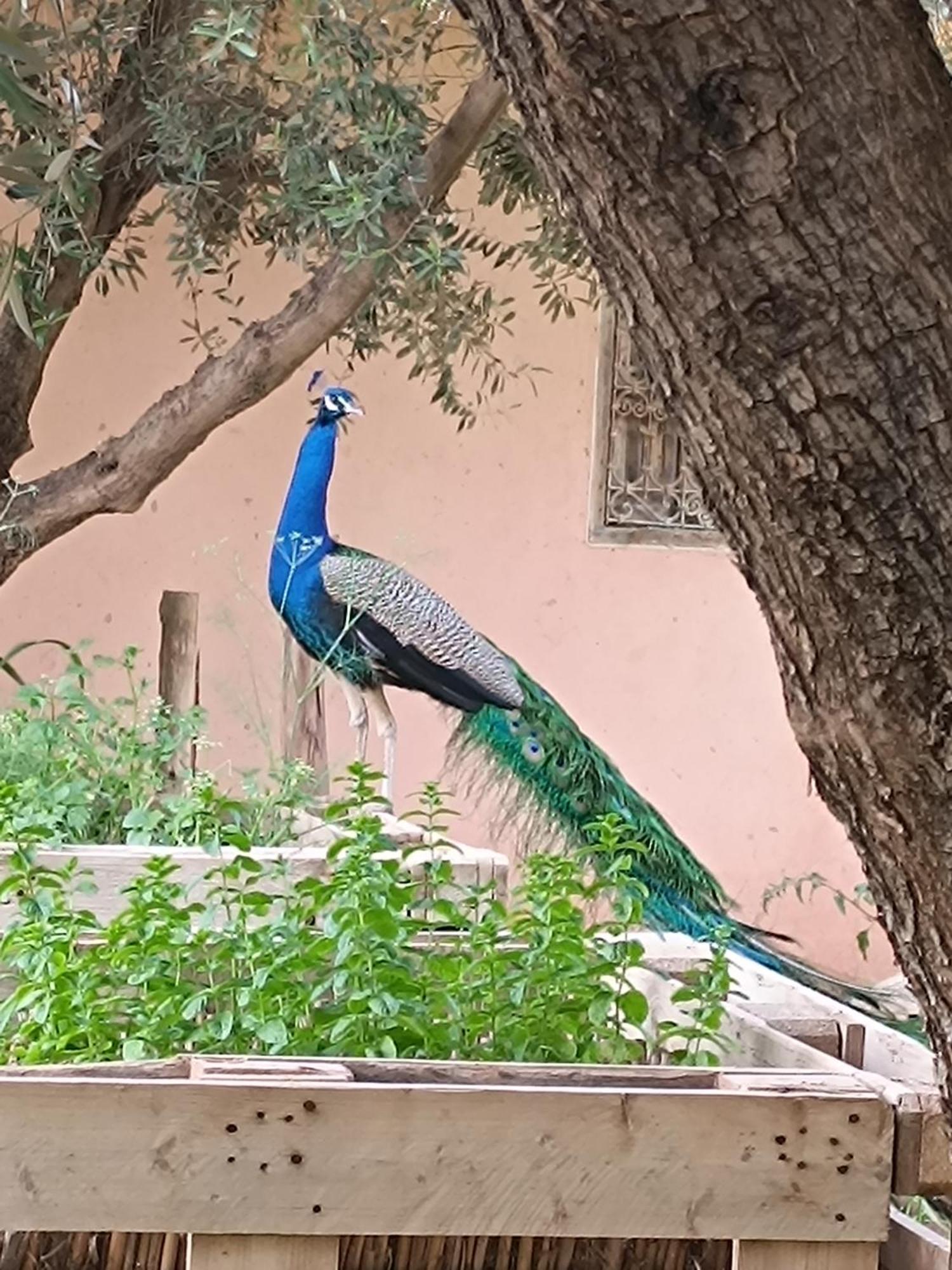 Jardin Sakina - Chambre D'Hotes Oulad Moumene 외부 사진